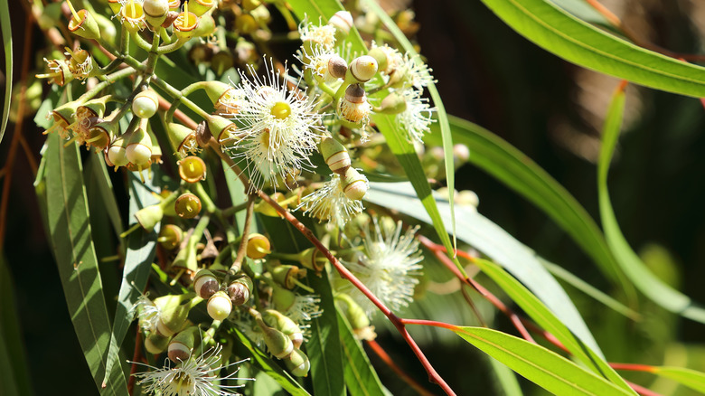 The flowers of a lemon-scented gum tree