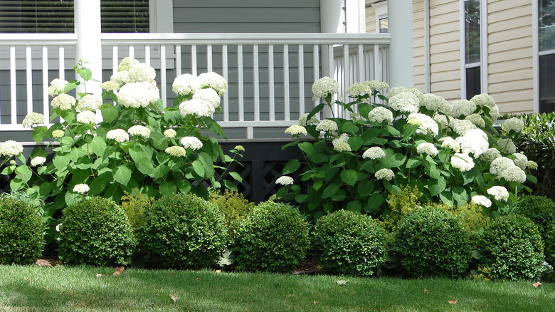 Hydrangea and boxwood shrubs