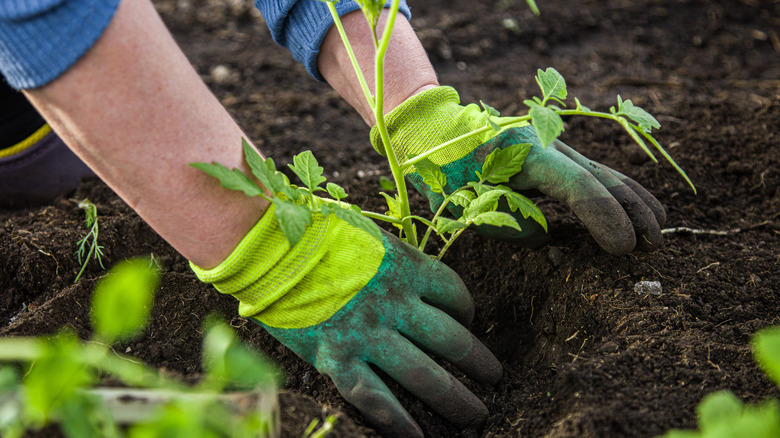 Woman in gloves planting tomatoes