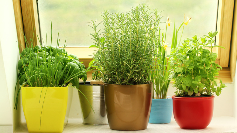 herbs growing on a windowsill 