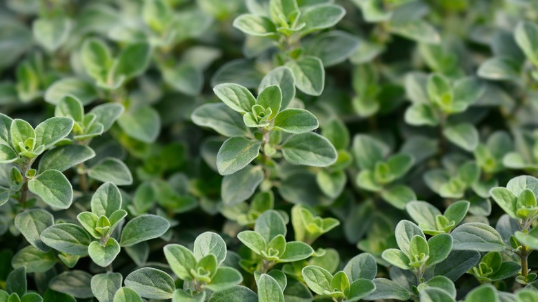 Leaves of the marjoram plant