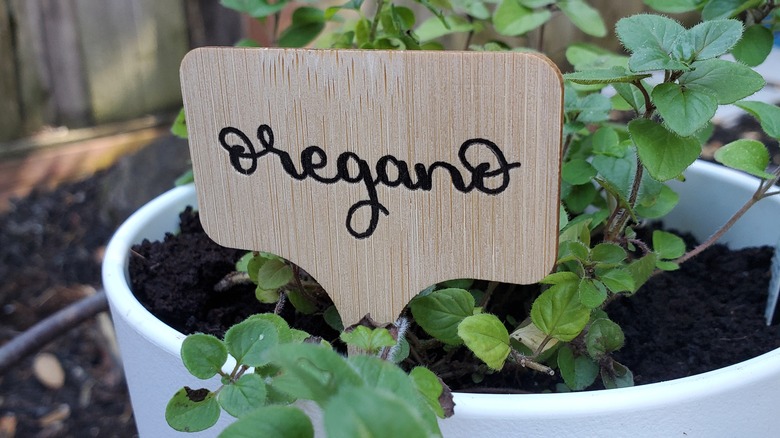 Oregano growing in a pot