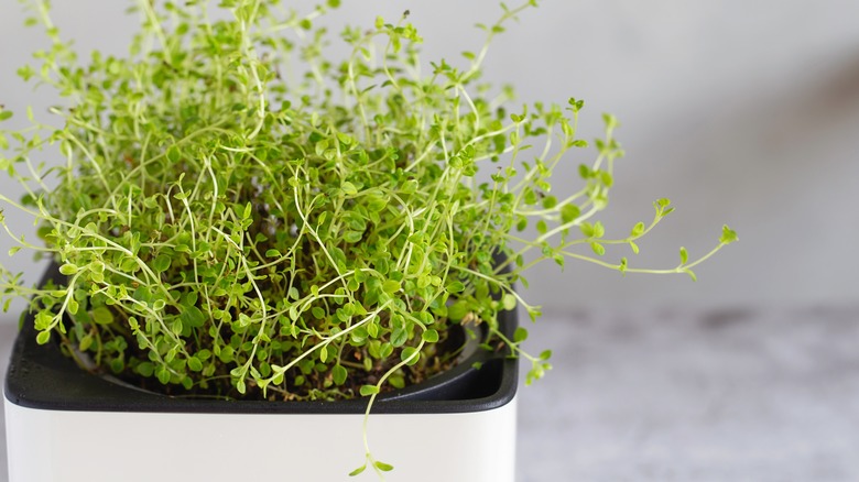 fresh thyme growing in container