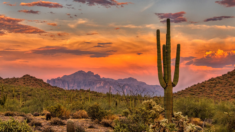 the desert near phoenix