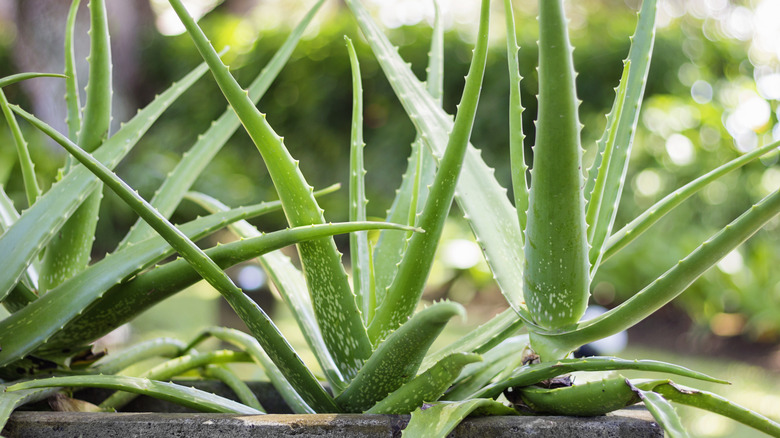close-up of aloe vera plants 