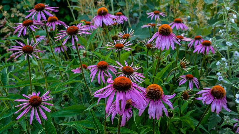 purple coneflowers 