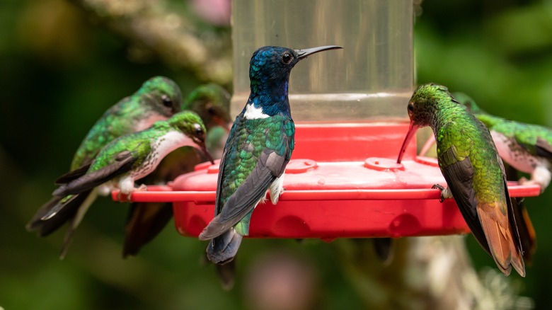 hummingbirds at a feeder