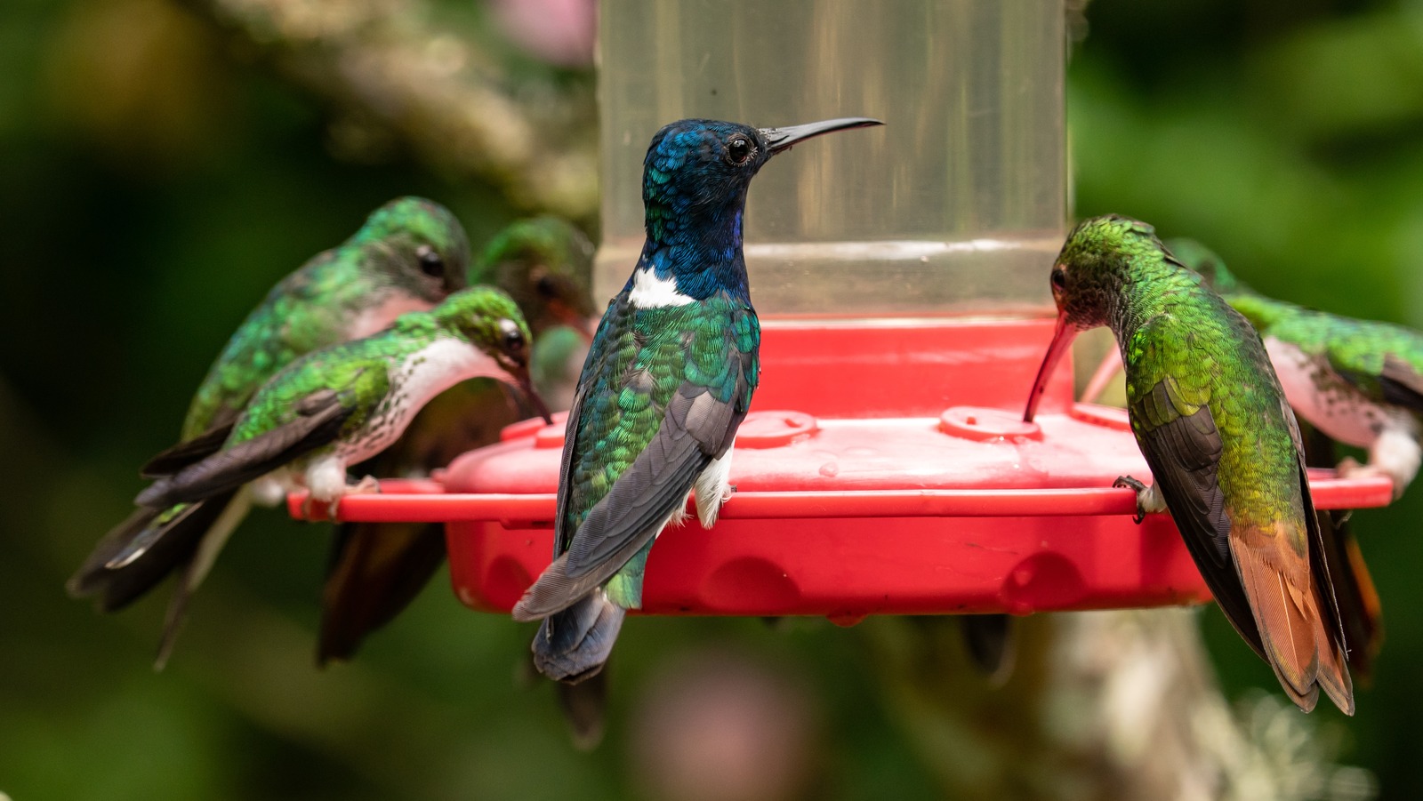 The 5 Best Types Of Hummingbird Feeders
