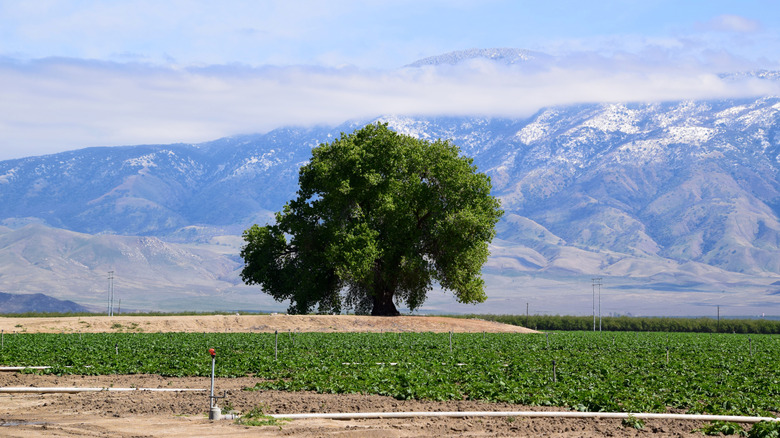 A scenic view of a large tree in Lamont, California.
