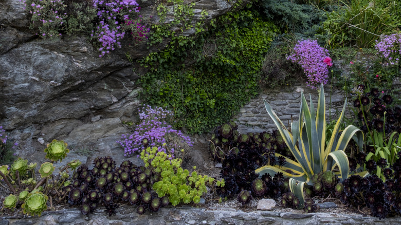 A rock garden full of rambling flowering groundcovers and drought-hardy succulents.
