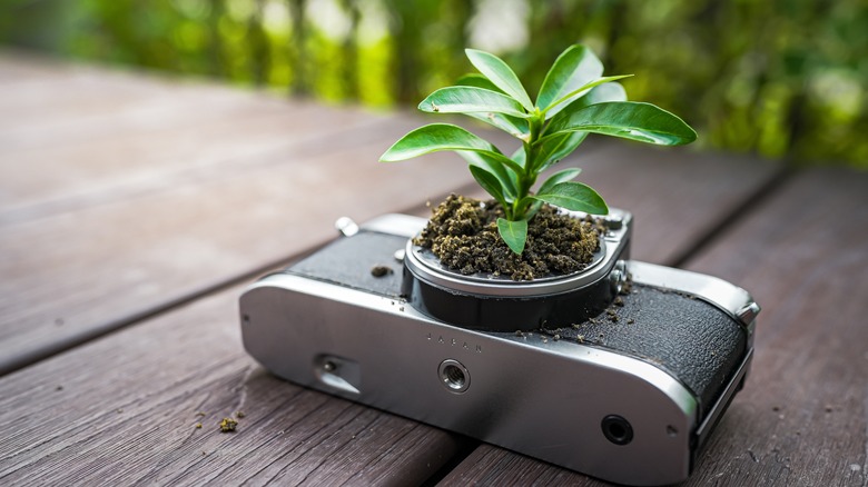 camera with plant inside lens