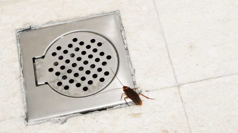 cockroach near drain