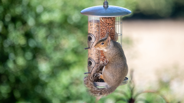 A squirrel hanging on a bird feeder 