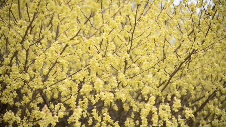 Witch hazel blooms in the spring