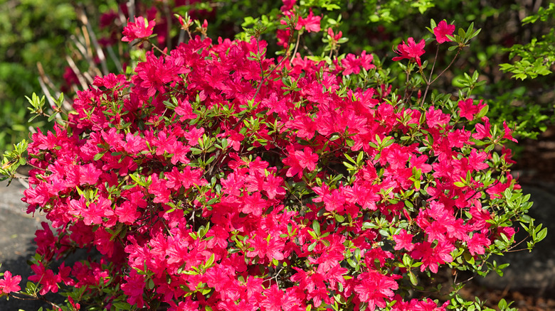 Dark pink azalea blooms on a bush