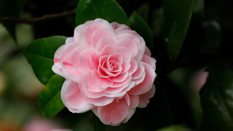 A pink camellia flower