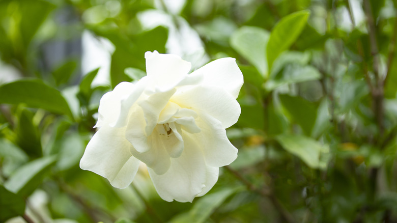 A blooming gardenia shrub