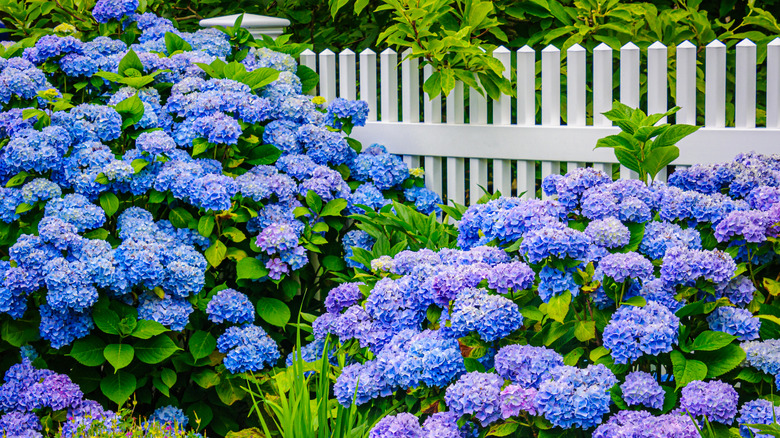 Blue hydrangeas growing along a white picket fence