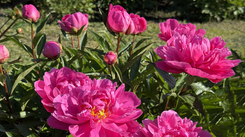 Budding and flowering peonies
