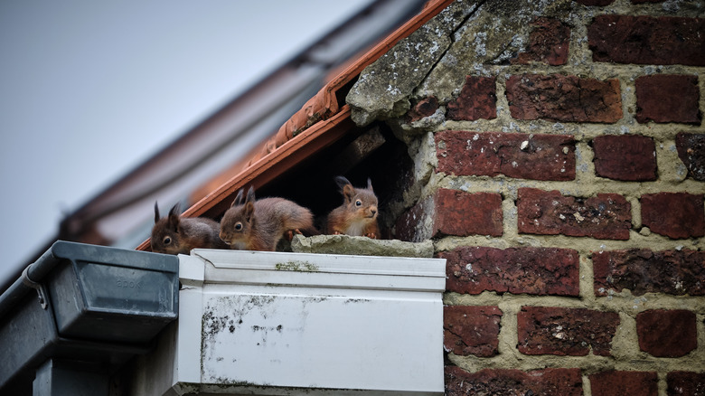 Squirrels on roof of home