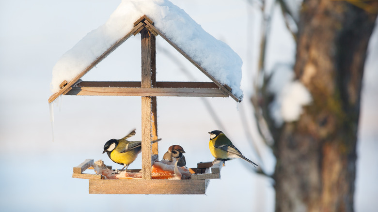 birds at a feeder