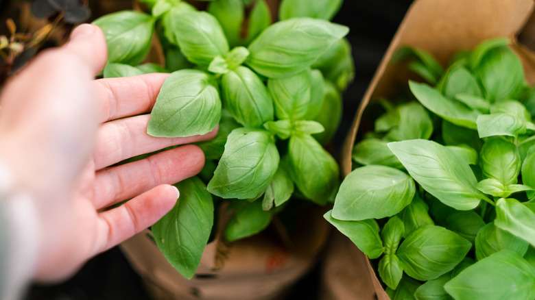 Hand touching basil plant