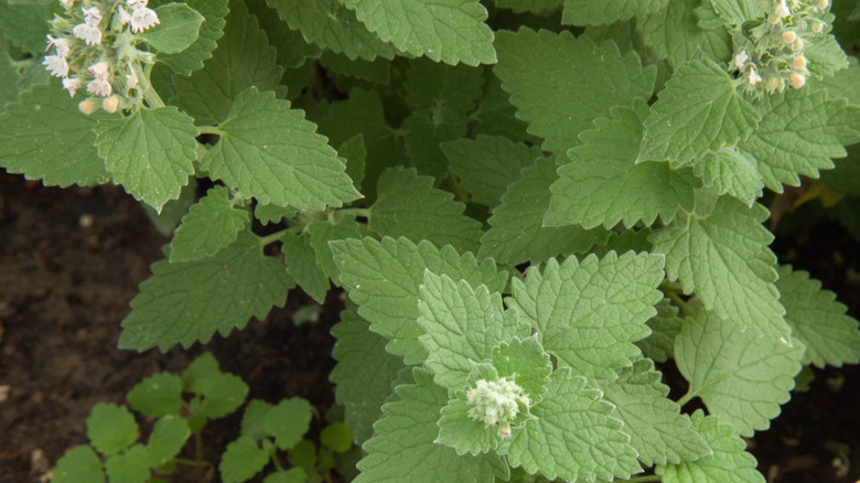Catnip with small white flowers