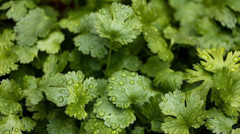 Cilantro plant covered with raindrops