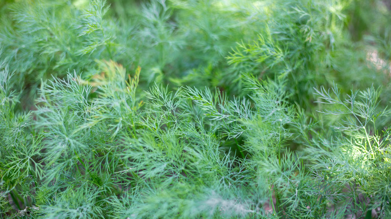 Dill plants