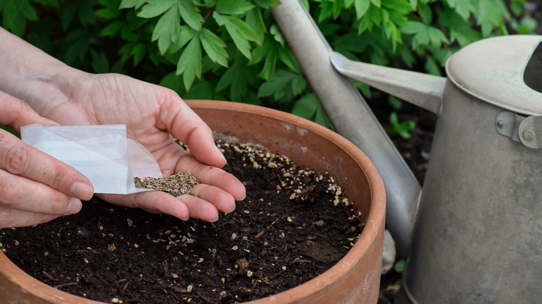 Female hands sowing dill seeds in terracotta pot
