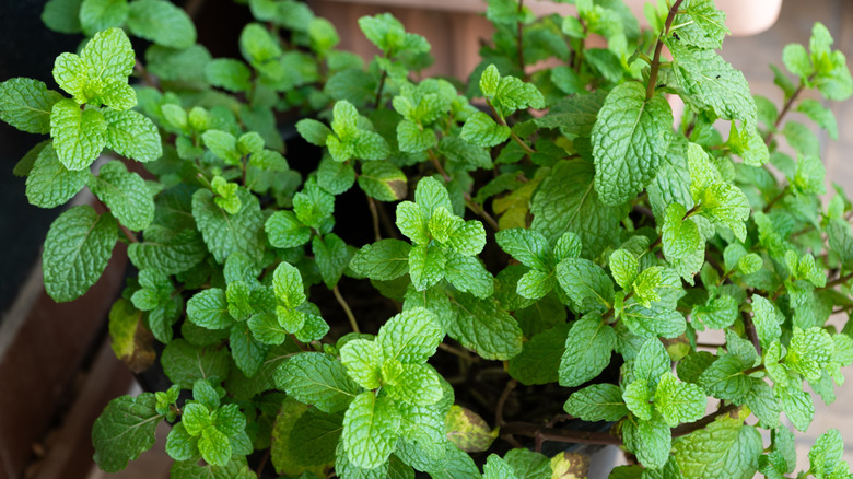 Mint growing in pot