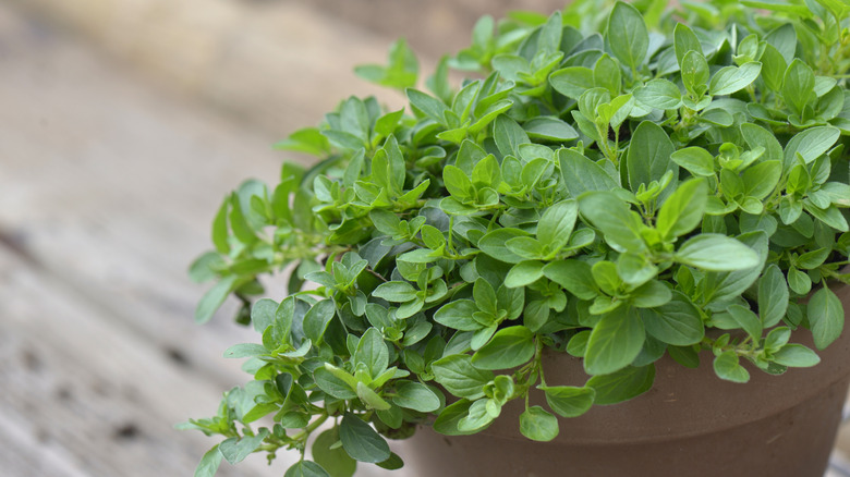 Oregano growing in terracotta pot