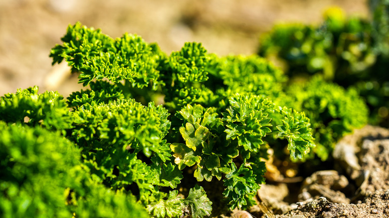 Curly parsley plants growing in garden
