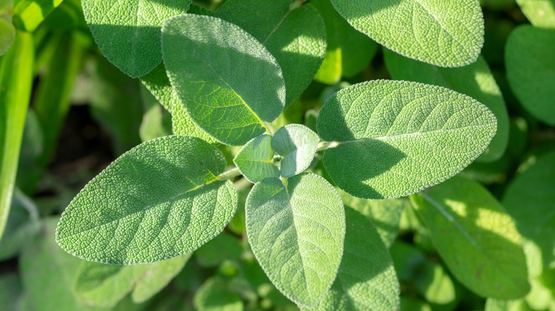 Sage plant growing in the sun