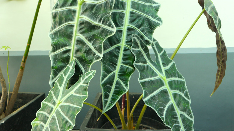 Leaves of an Alocasia plant