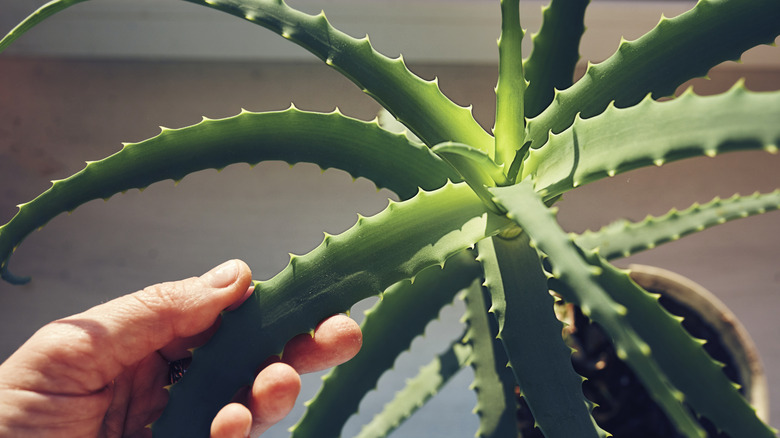Hand holding an aloe vera plant