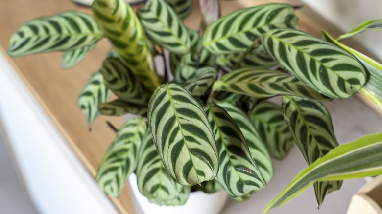 Close-up of the leaves of a potted calathea plant