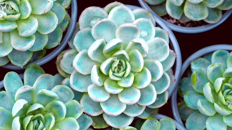 Blue Echevaria plants