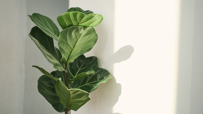 Top leaves of a fiddle leaf fig