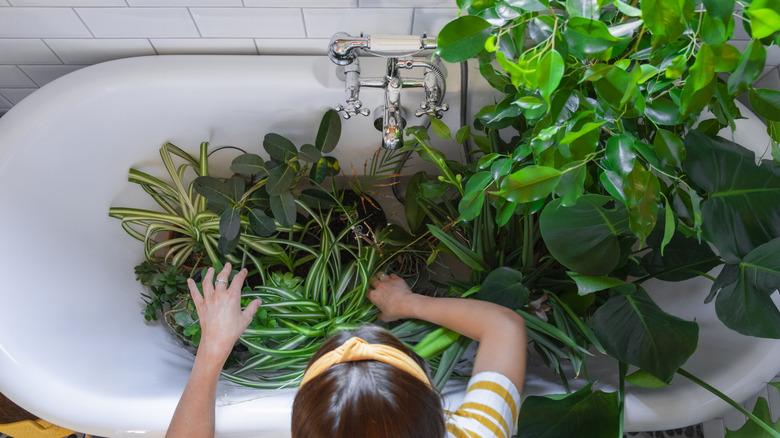 view of woman watering plants in bathtub