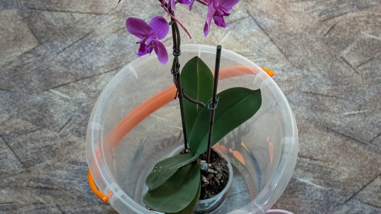 Potted orchid soaking in a bucket of water