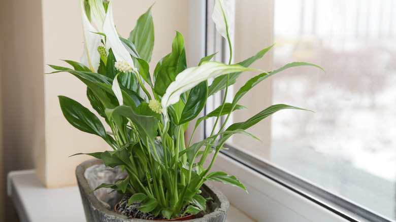 Peace lily on windowsill