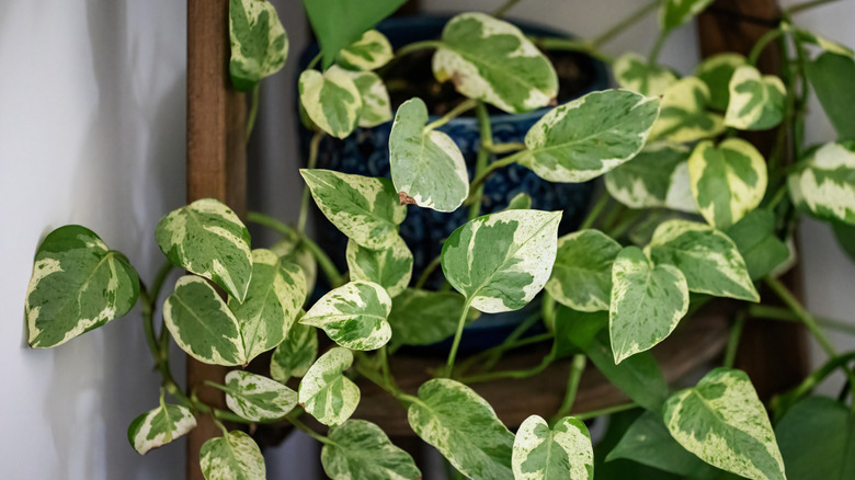 Variegated pothos leaves
