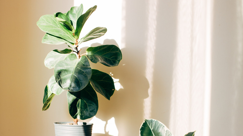 Potted rubber plant in the sun
