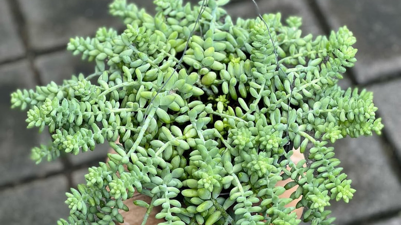 A trailing sedum in a pot