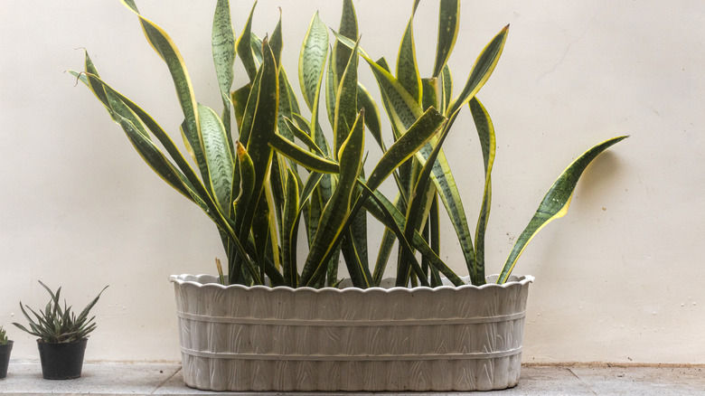 Snake plant in a white rectangular pot