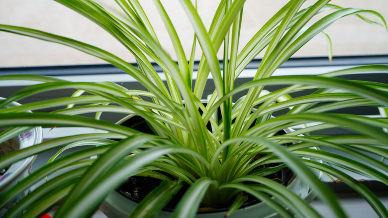 Close-up of a spider plant