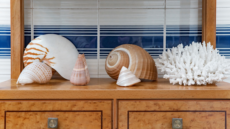 Various large, decorative seashells displayed on a dresser