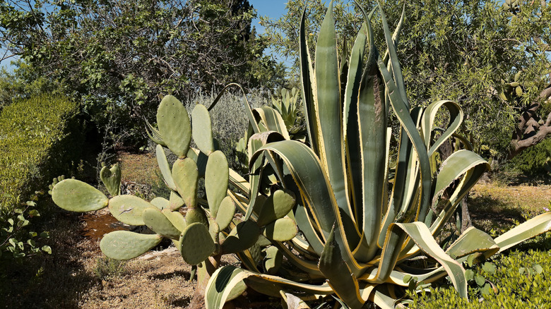 Agave and prickly pear cactus growing together