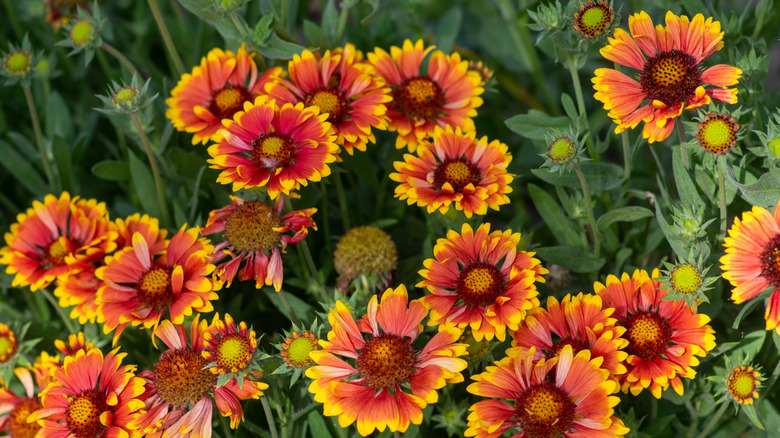 Blanketflowers